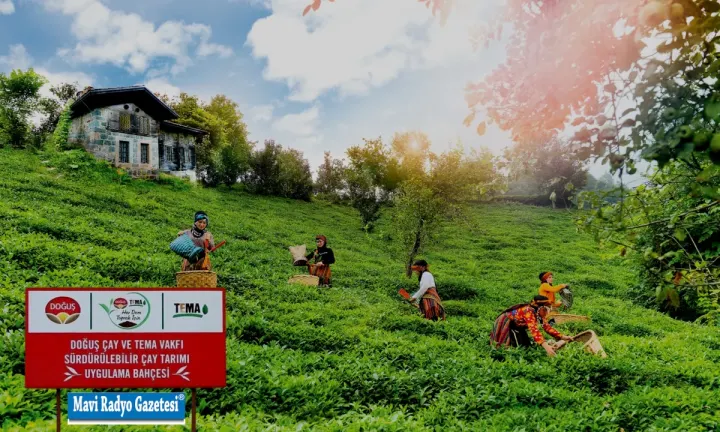 Sadece verimi değil, çayın kalitesi de arttı 